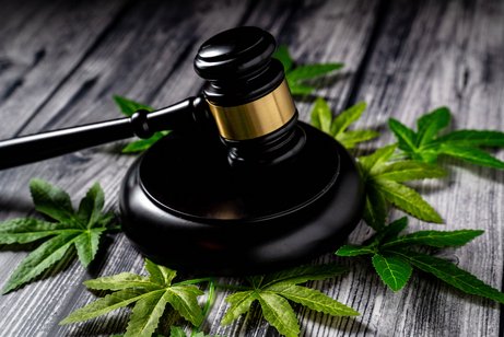 Urteil zum Thema Cannabis Ein Richterhammer auf mehreren kleinen Blättern einer Cannabis-Pflanze