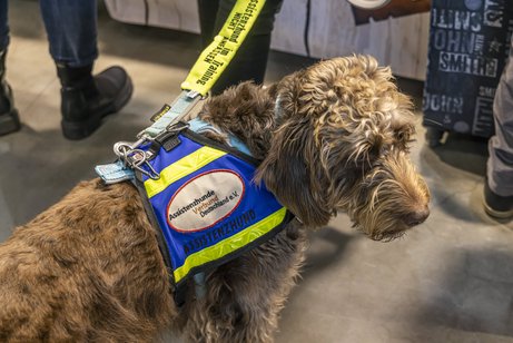 Assistenzhund Ein Assitenzhund an der Leine, er trägt eine Weste mit der Aufschrift "Assistenzhund" und "Assizstenzhundeverband Deutschland"