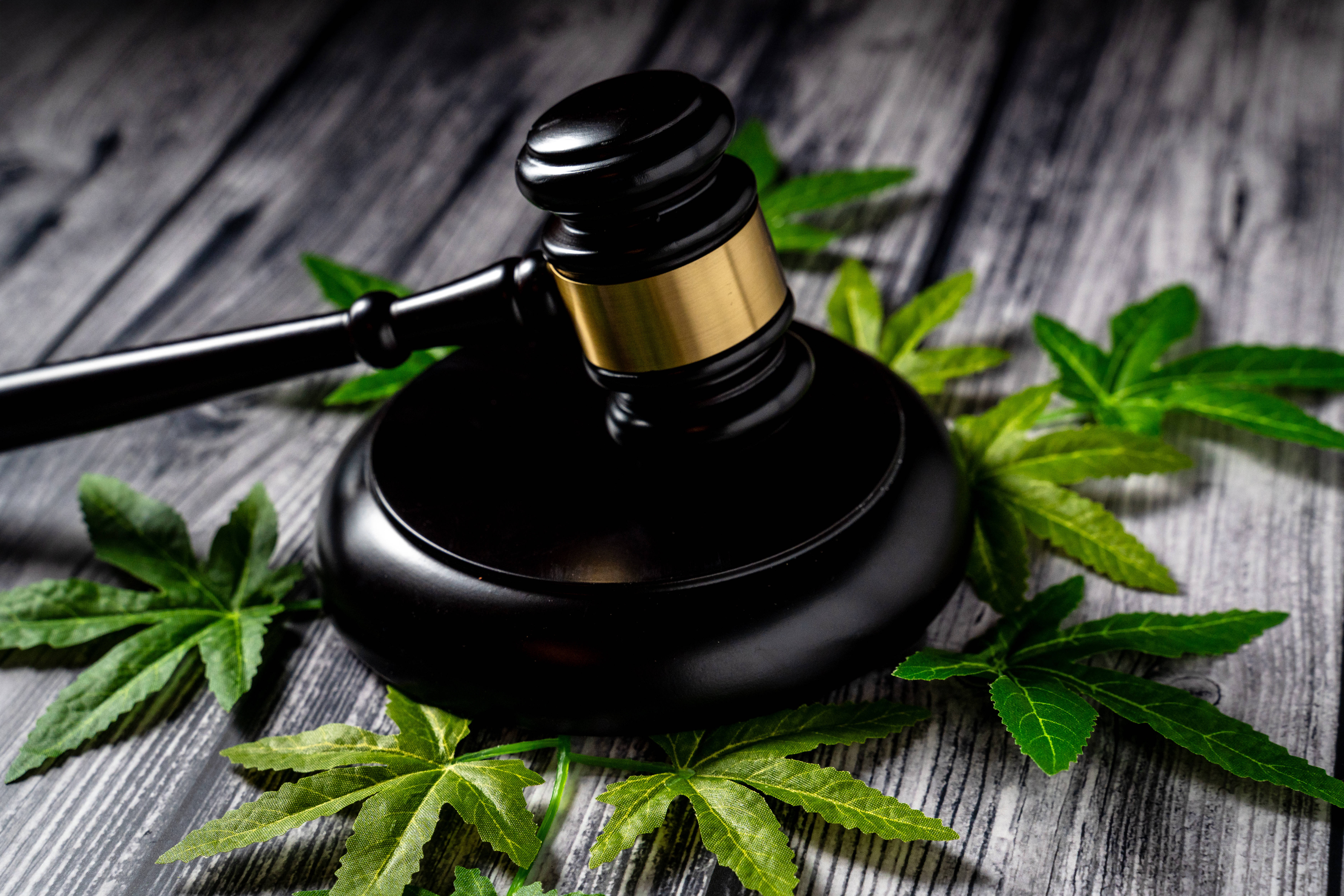 Urteil zum Thema Cannabis Ein Richterhammer auf mehreren kleinen Blättern einer Cannabis-Pflanze
