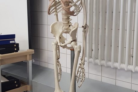 Besuch des Institut für Anatomie