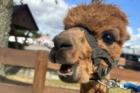 Auf dem Bild zusehen: Alpaka Quincy