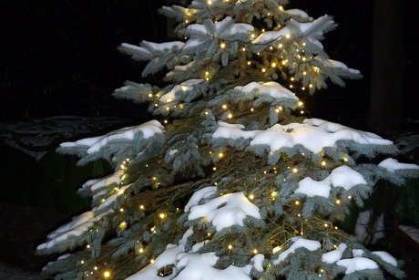 Weihnachtsbaum im Schnee
