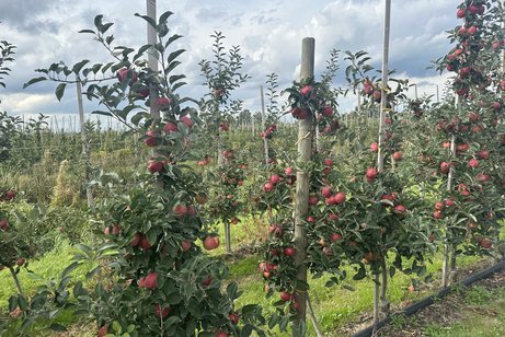 &Auml;pfel soweit das Auge reicht