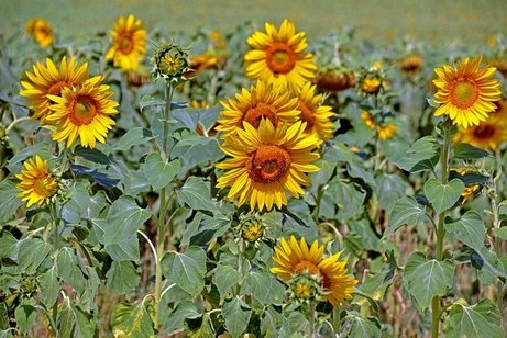 Ansicht von einem Sonnenblumenfeld