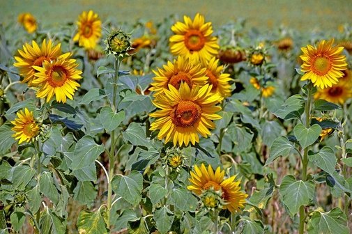 Ansicht von einem Sonnenblumenfeld