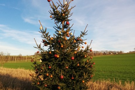 Weihnachtsbaum